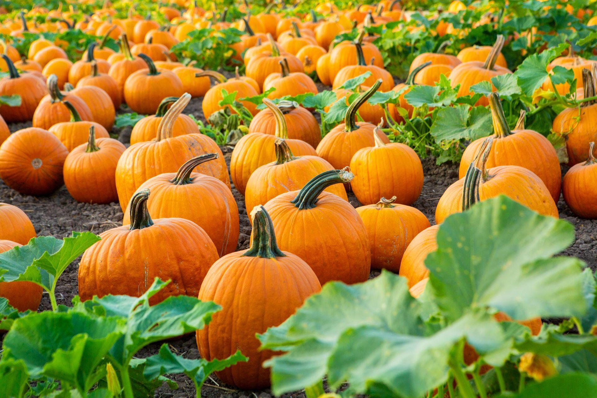 Farmer Mike's Fall Festival 2026 | Bonita Springs, FL